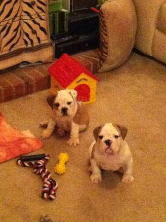 Great English Bulldog puppies available for families Image eClassifieds4u