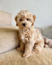 Adorable maltipoo puppies for adoption. (ketifine519@gmail.com) Image eClassifieds4u 2