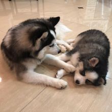 Adorable POMSKY puppies for adoption. (danconimannche@gmail.com) Image eClassifieds4u 2