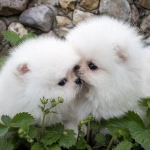 Beautiful pomeranian puppies available for adoption. (arielmeagan26@gmail.com) Image eClassifieds4u 2