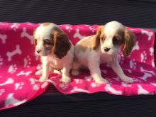 Cavalier King Charles Puppies Image eClassifieds4U