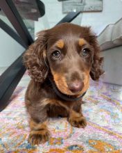 Dachshund puppies for adoption. (mikeearn50@gmail.com) Image eClassifieds4u 1