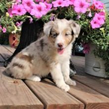Gorgeous Australian Shepherd puppies available Image eClassifieds4U
