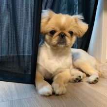 PEKINGESE puppies available for adoption. (egansella@gmail.com) Image eClassifieds4u 2