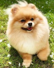 Pomeranian Puppies For Adoption Image eClassifieds4u 2