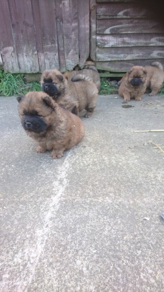 Magnificent Chow Chow puppies available Image eClassifieds4u