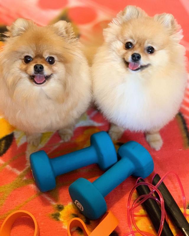 MALE AND FEMALE MINIATURE POMERANIAN PUPPIES???? AVAILABLE???? Image eClassifieds4u