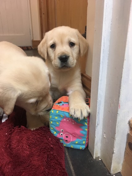 Two adorable Labrador Retriever Puppies Image eClassifieds4u