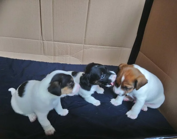 Two Jack Russell Terrier available Image eClassifieds4u