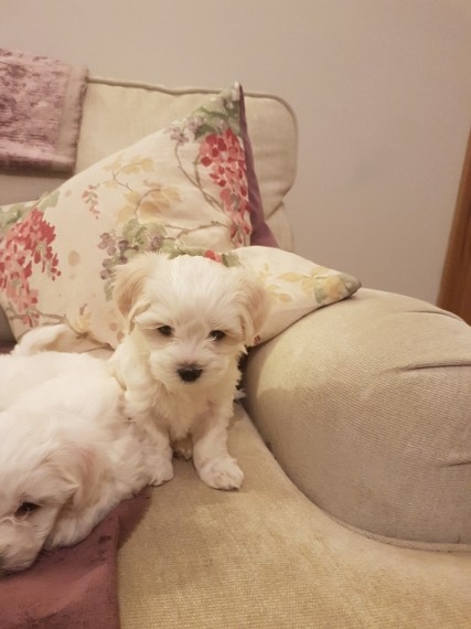 White Maltese puppies for great families Image eClassifieds4u
