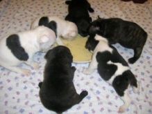 Amazing French Bulldog puppies available for good homes