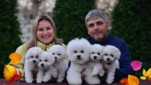 Bichon frise puppies ready(new christmas famliy members)