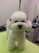 Bichon Frise puppy for home