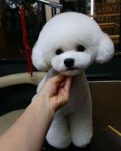 Bichon Frise Puppy ***Urgent Home Needed***