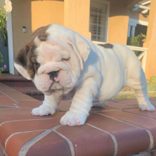 English Bulldog Puppies - Updated On All Shots Available For Rehoming