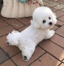 Excellent Bichon Frise Puppies