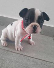 French Bulldog Puppies - Updated On All Shots Available For Rehoming