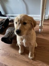 Golden Retriever Puppies - Updated On All Shots Available For Rehoming