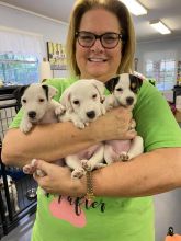 Jack Russell Terrier Puppies - Updated On All Shots Available For Rehoming