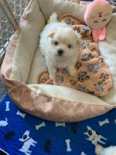 Maltese Puppies - Updated On All Shots Available For Rehoming