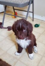 Newfoundland Puppies - Updated On All Shots Available For Rehoming