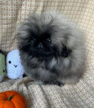 Pekingese Puppies - Updated On All Shots Available For Rehoming