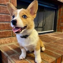 Pembroke Welsh Corgi Puppies - Updated On All Shots Available For Rehoming