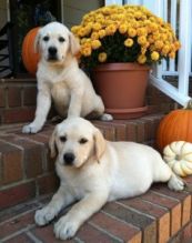 Stunning Chunky Golden Labradors