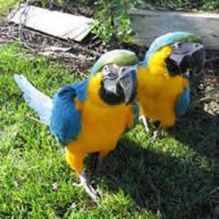 Talking Blue And Gold Macaws for Sale