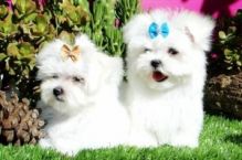 TWO LOVELY MALTESE PUPPIES FOR XMAS & NEW YEAR GIFT