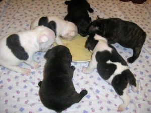 Amazing French Bulldog puppies available for good homes Image eClassifieds4u