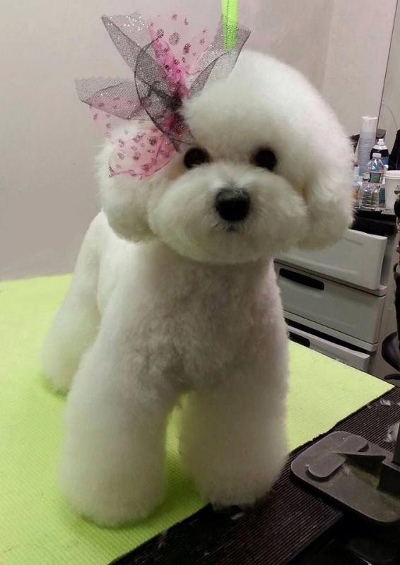 Excellent Bichon Frise Puppies Image eClassifieds4u