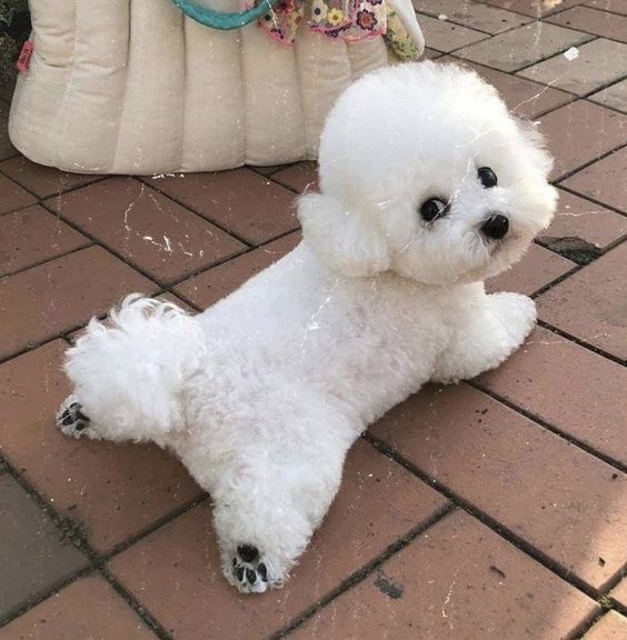 Excellent Bichon Frise Puppies Image eClassifieds4u