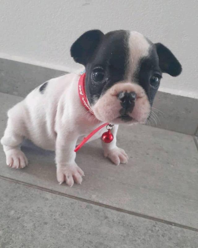 French Bulldog Puppies - Updated On All Shots Available For Rehoming Image eClassifieds4u