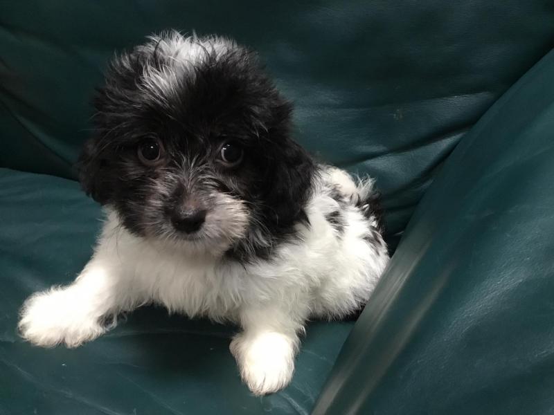 Havanese Puppies - Updated On All Shots Available For Rehoming Image eClassifieds4u