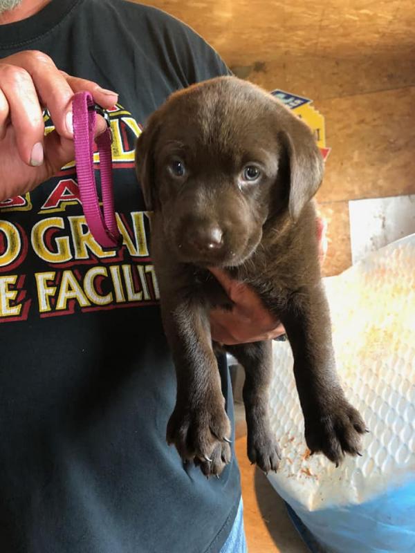 Labrador Retriever Puppies - Updated On All Shots Available For Rehoming Image eClassifieds4u