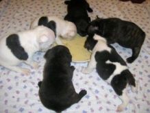 Amazing French Bulldog puppies available for good homes Image eClassifieds4U