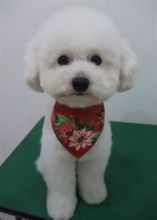 Bichon Frise Puppy ***Urgent Home Needed*** Image eClassifieds4u 2