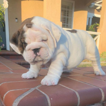 English Bulldog Puppies - Updated On All Shots Available For Rehoming Image eClassifieds4U
