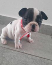 French Bulldog Puppies - Updated On All Shots Available For Rehoming Image eClassifieds4U