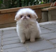 Japanese Chin Puppies - Updated On All Shots Available For Rehoming Image eClassifieds4U