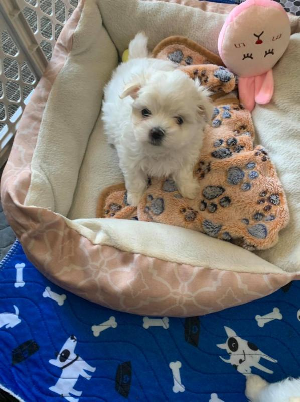 Maltese Puppies - Updated On All Shots Available For Rehoming Image eClassifieds4u