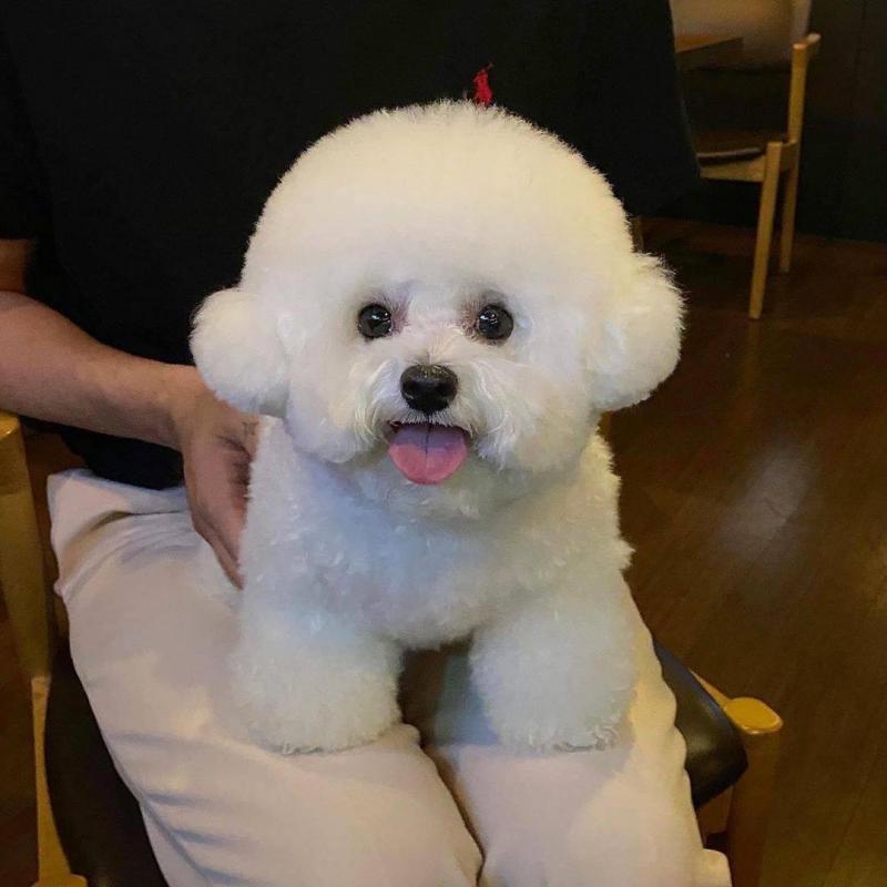 Playful Bichon Frise Puppies For Sale ....Xmass Now. Image eClassifieds4u