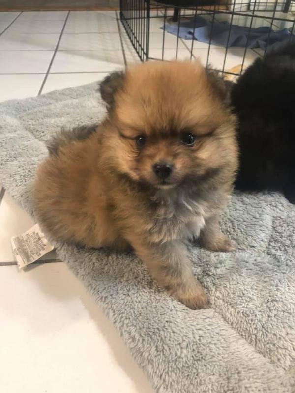 Pomeranian Puppies - Updated On All Shots Available For Rehoming Image eClassifieds4u