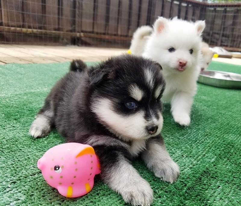 Pomsky Puppies - Updated On All Shots Available For Rehoming Image eClassifieds4u