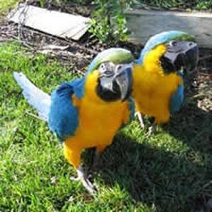 Talking Blue And Gold Macaws for Sale Image eClassifieds4u