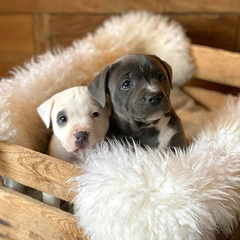 Adorable Blue Staffordshire Bull Terriers Image eClassifieds4u