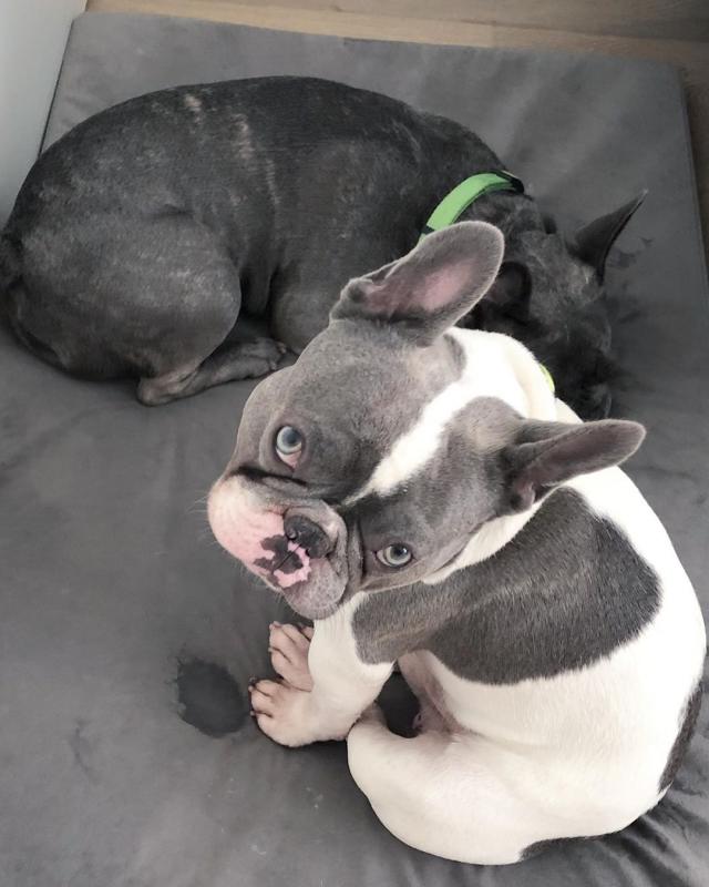French Bulldog Puppies Ready For Their New Home Image eClassifieds4u