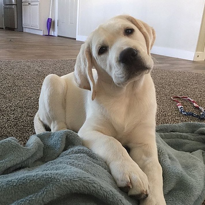 Healthy Labrador Retriever Puppies Available Image eClassifieds4u