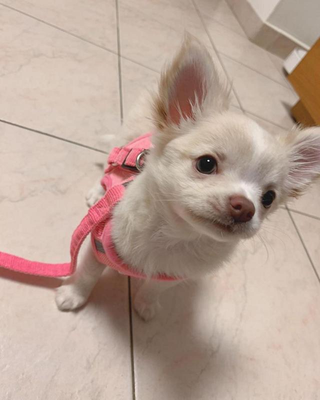 LOVELY CHIHUAHUA PUPPIES NOW READY FOR ADOPTION Image eClassifieds4u